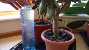 How to water house plants