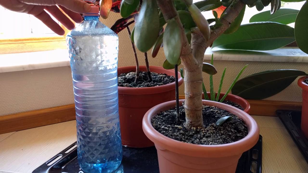 How to water house plants?